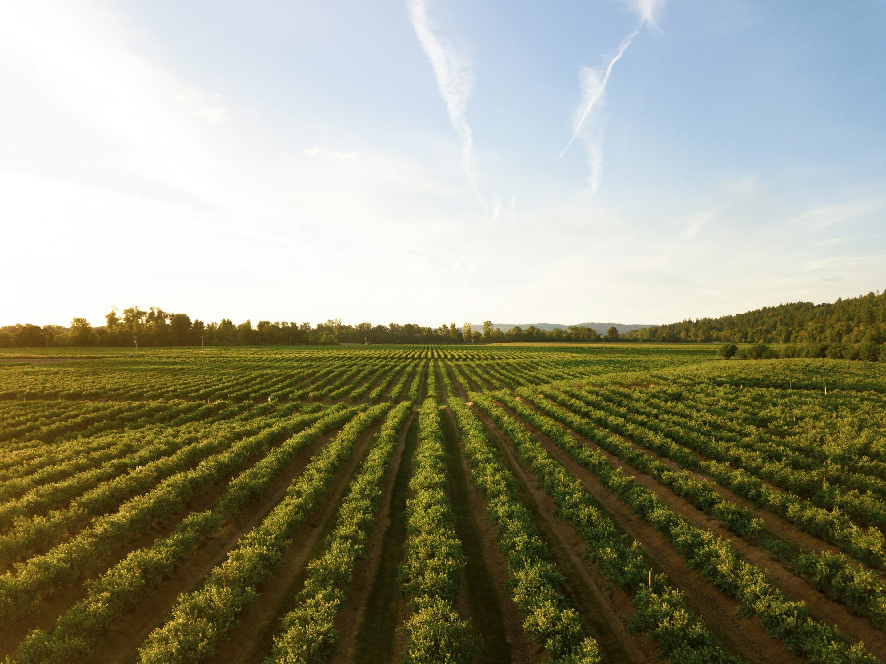From Our Farms to Your Table