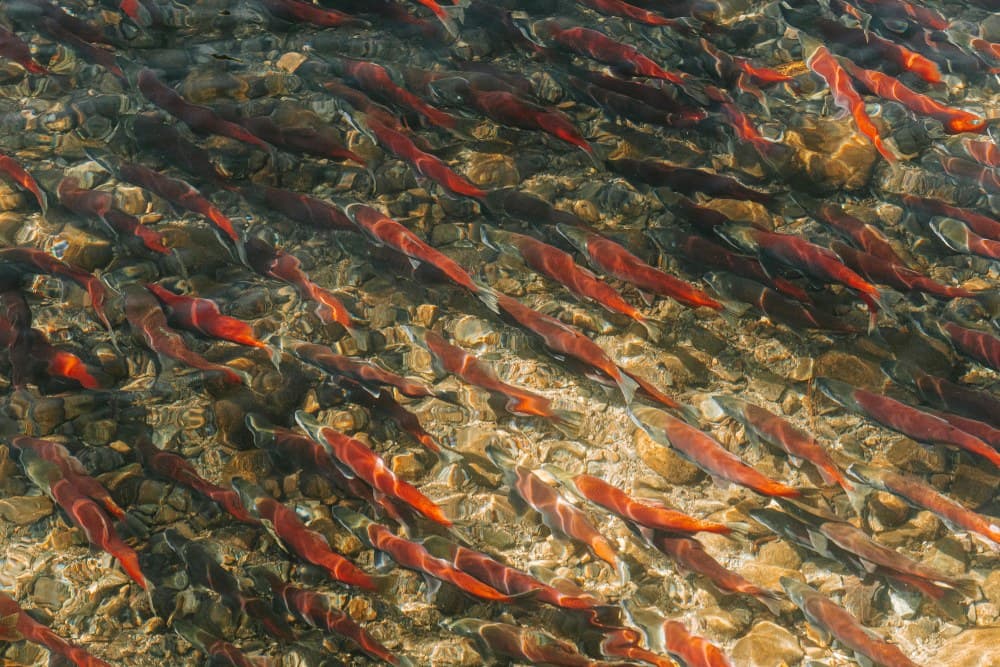 What Does Wild Caught Mean?