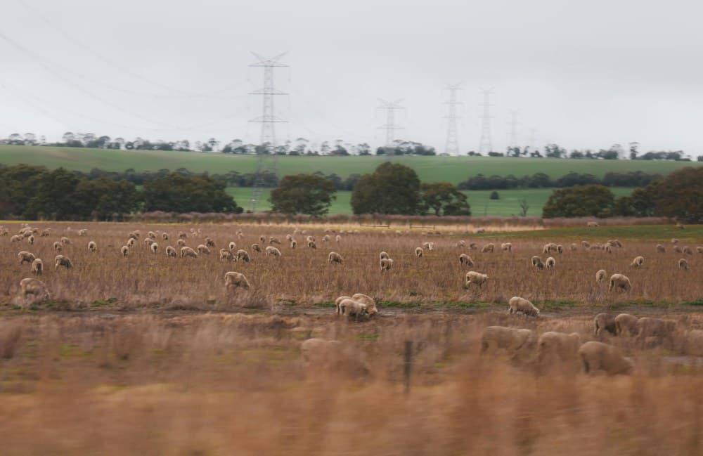 What Does Organic Certification Mean in Australia?