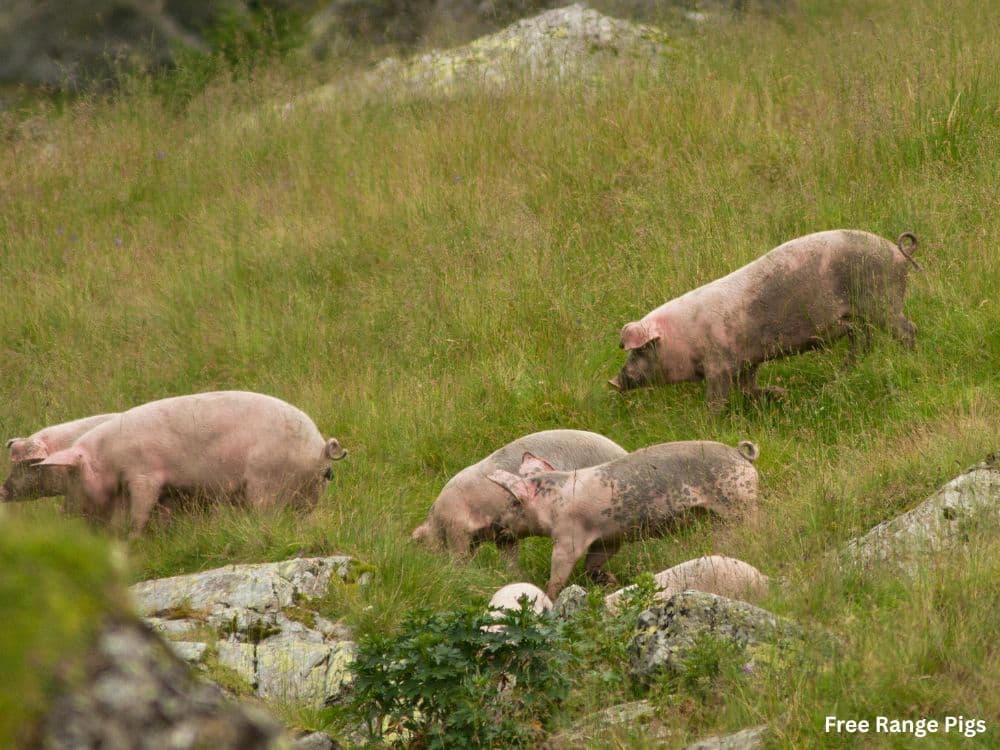 Is Free Range Pork Really Better? Nutrition & Ethics