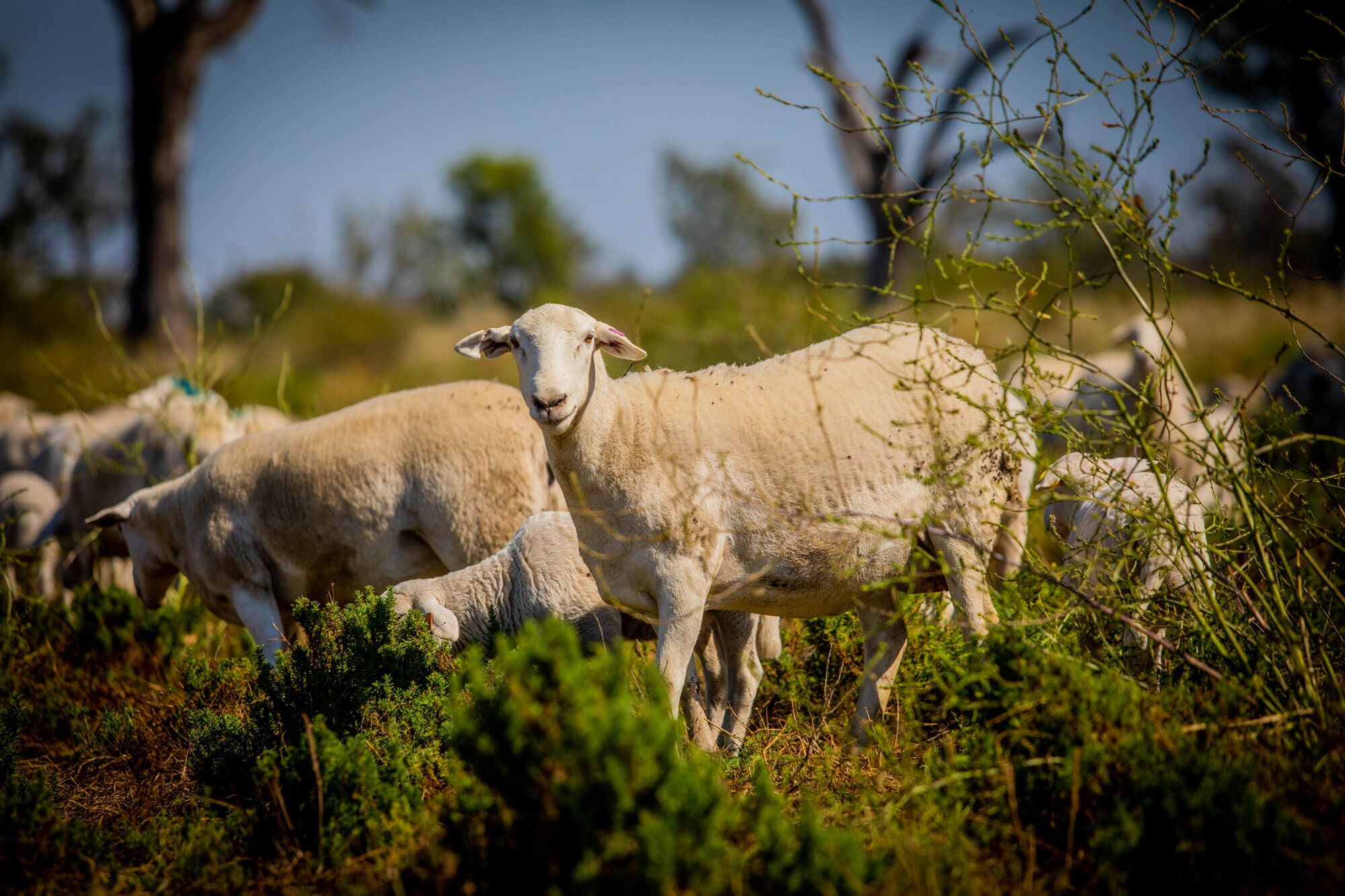 The Our Cow Approach to Animal Welfare